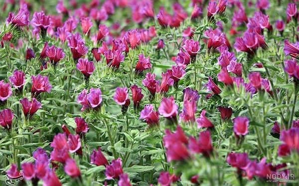 تصویر 2 از قیمت خرید گل گاو زبان صحرایی با فروش عمده